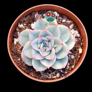 Echeveria Hercules