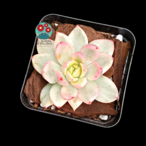 Echeveria Rose agavoides variegata  (importación)