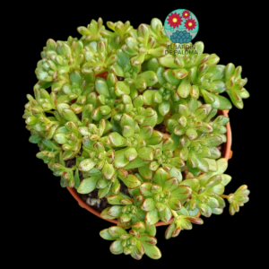 Aeonium Sedifolium