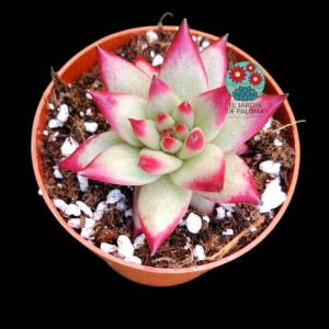 Echeveria agavoides Electra (no es grande)