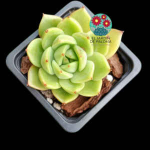 Echeveria "Gold quartz" (importación)
