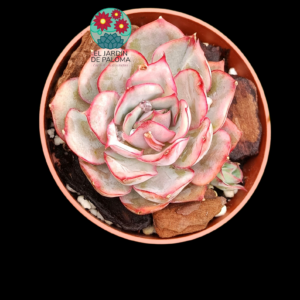 Echeveria Esther variegata con hijuelo  (importación)