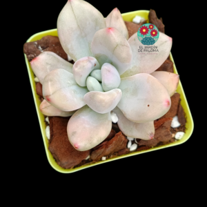 Graptoveria opalina "Silk" (importación)