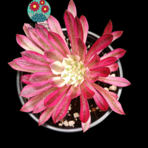 Aeonium "Scarlatte ink" variegata (importación)