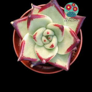 Echeveria Agavoides "Red Edge"