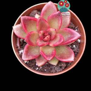 Echeveria "Pine rose"