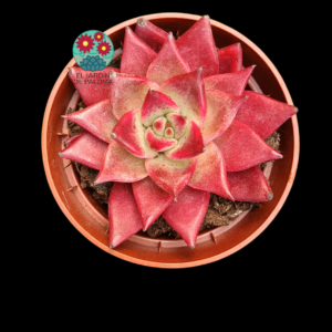 Echeveria agavoides Electra