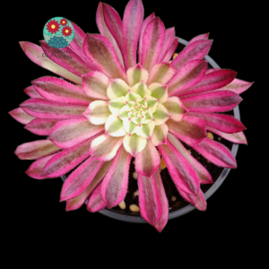 Aeonium "Scarlatte ink" variegata (importación)