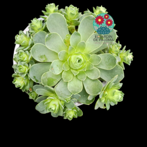 Greenovia Aurea bouquet (buen tamaño)