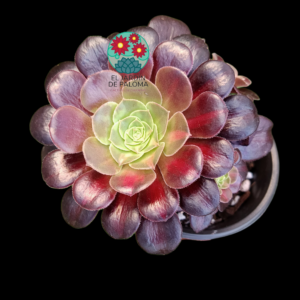 Aeonium Kilimanjaro variegata con hijuelos