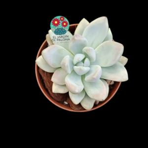 Graptoveria Opalina "Silk"  (importación)