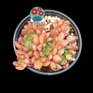 Graptoveria Bashful