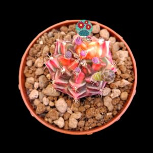 Gymnocalcycium x Aguadulce "Pink variegata"