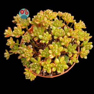 Aeonium Sedifolium