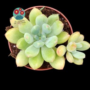 Pachyveria "Thunderbird" con hijuelo