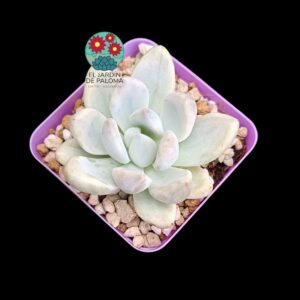 Graptoveria Opalina "Silk" variegata (importación)