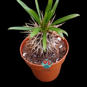 Pachyphodium lllamerei o palmera de Madagascar