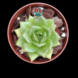 Echeveria  agavoides "Rose María" (importación)