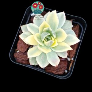 Echeveria Rose agavoides variegata  (importación)