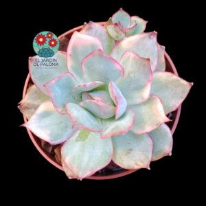 Echeveria Esther variegata con hijuelo  (importación)