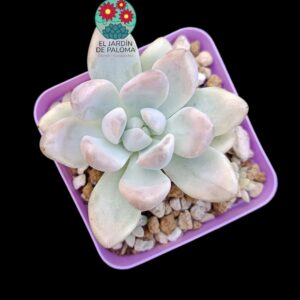 Graptoveria Opalina "Silk" variegata (importación)
