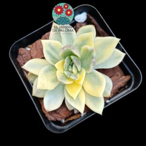 Echeveria Rose agavoides variegata  (importación)