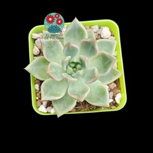 Echeveria "Golden quartz" (importación)