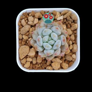 Pachyveria "Candy angel" (importación)