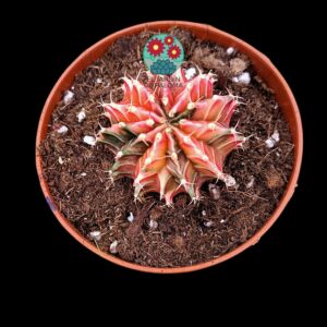 Gymnocalcycium x Aguadulce "Pink variegata"