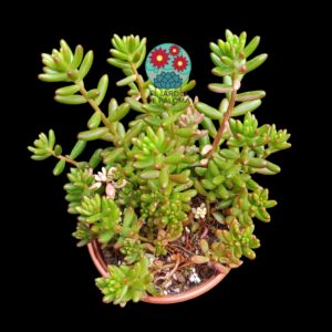 Sedum rubrotictum