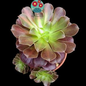Aeonium Kilimanjaro variegata con hijuelos (es grande)