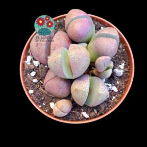 Pleiospilos nelli "Royal flush"