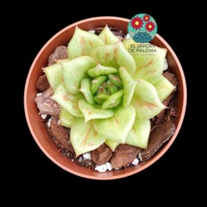 Echeveria "Maria" variegata (importación)