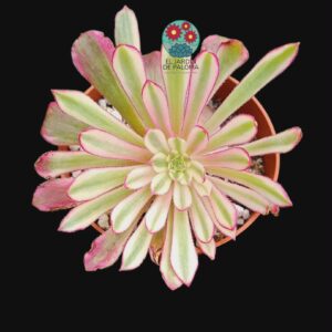 Aeonium "Scarlatte ink" variegata (importación, novedad)