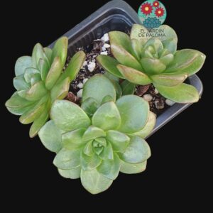 Aeonium x loaertei 3 rosetas