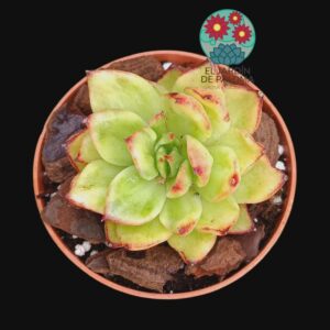Echeveria Sky yellow