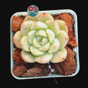 Echeveria Snow Anna (importación, no es grande)