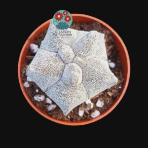 Astrophytum myriostigma coahuliense