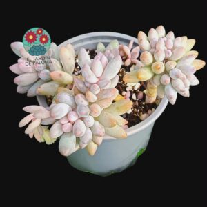Pachyphytum "Baby fingers"