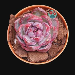 Echeveria "Black monroe" (maceta pequeña, importación)