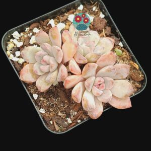 Graptoveria Black raccon 3 rosetas