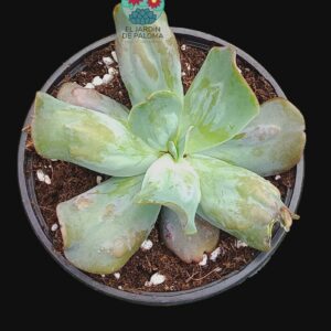 Echeveria Culibra