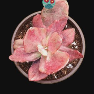 Echeveria Diamond state