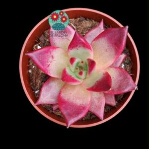 Echeveria agavoides Electra