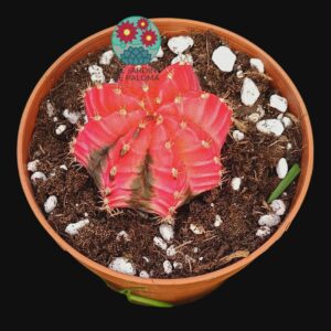 Gumnocalcyum variegata (no es injerto)