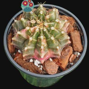 Gymnocalcyum Mihanovichii variegata (buen tamaño)