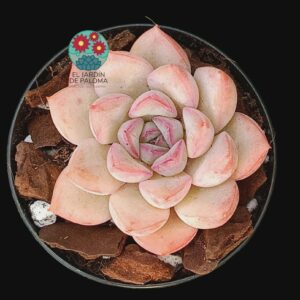 Echeveria hibrida (importación, maceta pequeña)