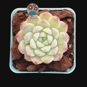 Echeveria "Milk Smoothie" hibrido (importación)