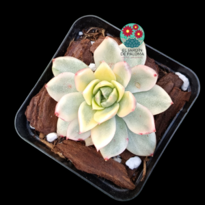Echeveria Rose agavoides variegata  (importación)