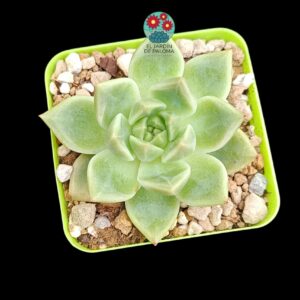 Echeveria "Golden quartz" (importación)